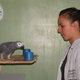Illustration for article titled Grey parrots shown to have the reasoning skills of toddlers